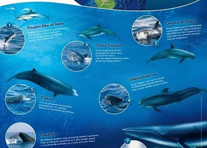 Résidence Palmarella